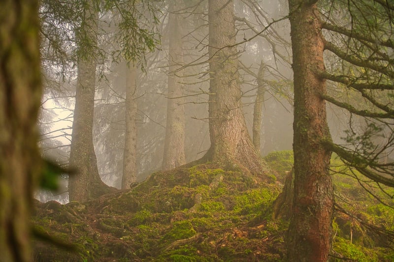 Magical Forest Image